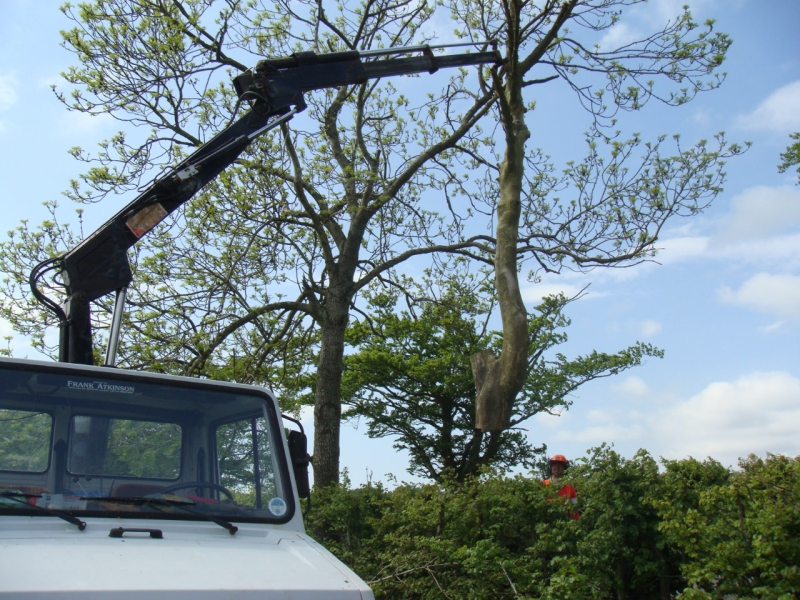 2008 06 -Tree pics (7)